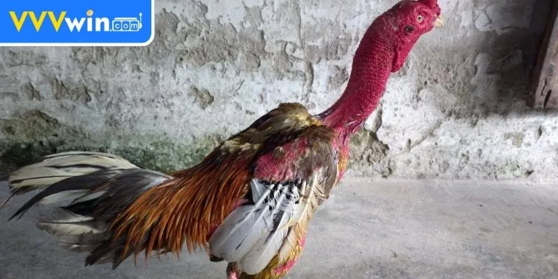 Om Bóp Gà Chọi - Tăng Cường Sức Khỏe Cho Gà Chọi Hiệu Quả 3 Các bước thực hiện