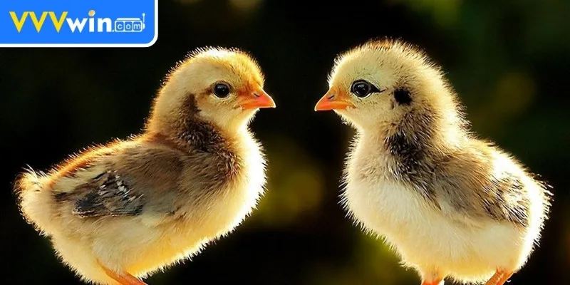 Nuôi Gà Chọi Mới Nở - Hướng Dẫn Chi Tiết Cho Người Mới 3 Các loại bệnh thường gặp ở gà chọi mới nở và cách phòng tránh