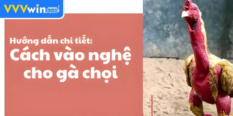 Vào Nghệ Cho Gà Chọi - 5 Cách Để Tăng Cường Sức Mạnh 2 Các phương pháp vào nghệ cho gà chọi