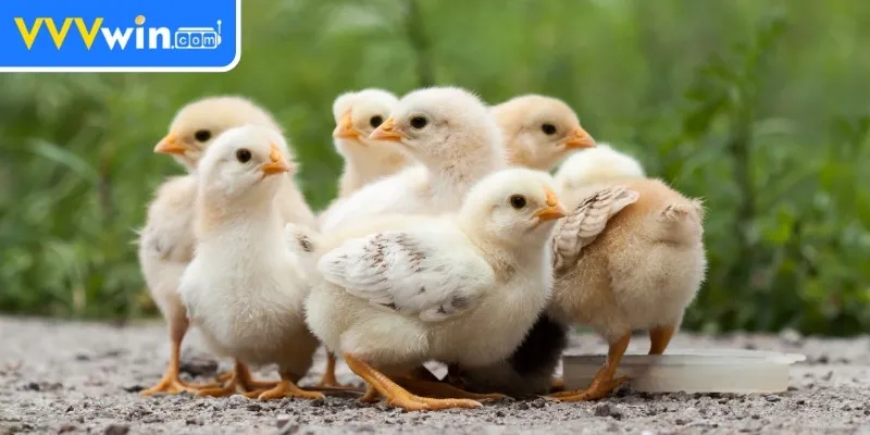 Nuôi Gà Chọi Mới Nở - Hướng Dẫn Chi Tiết Cho Người Mới 1 Chế độ dinh dưỡng khi nuôi gà chọi mới nở