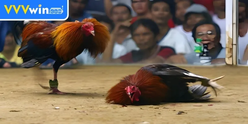Đá Gà Cựa Dao Thu Hút Nhờ Phần Thưởng Lớn Mỗi Ngày 2 Chiến kê gắn cựa sắc bén tạo nên màn trình diễn độc đáo