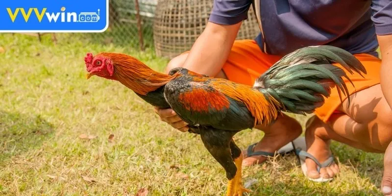 Nuôi Gà Không Bị Bệnh - 5 Bí Quyết Đảm Bảo Sức Khỏe Gà 1 Chọn Giống Gà Khỏe Mạnh