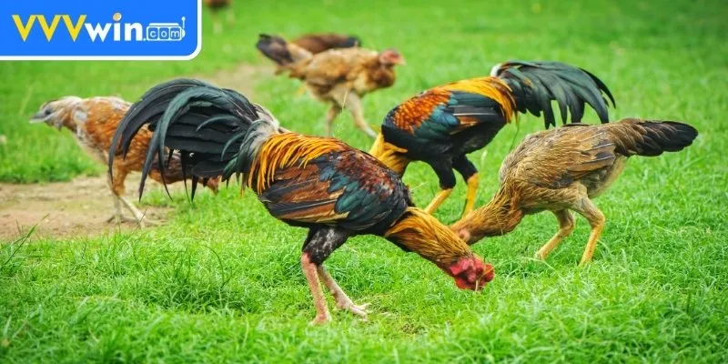 Nuôi Gà Không Bị Bệnh - 5 Bí Quyết Đảm Bảo Sức Khỏe Gà 3 Cung cấp dinh dưỡng hợp lý
