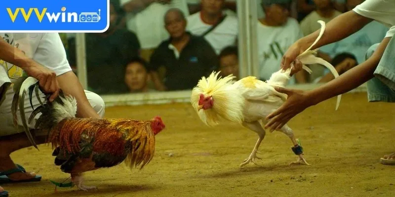 Đá Gà Cựa Dao Thu Hút Nhờ Phần Thưởng Lớn Mỗi Ngày 1 Đá gà cựa dao thu hút nhờ phần thưởng lớn mỗi ngày