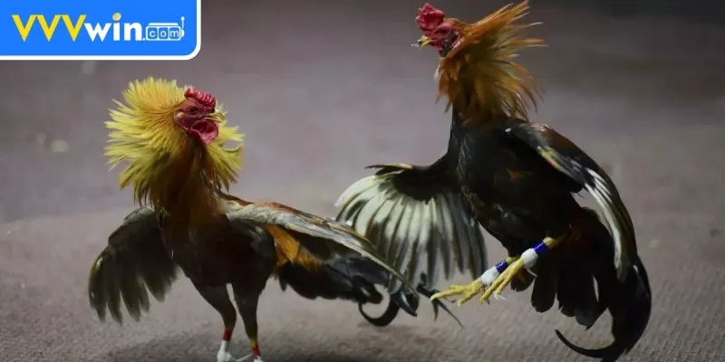 Đá Gà Cựa Sắt - Trải Nghiệm Cho Người Yêu Thích Thể Thao 1 Đá gà cựa sắt là gì?