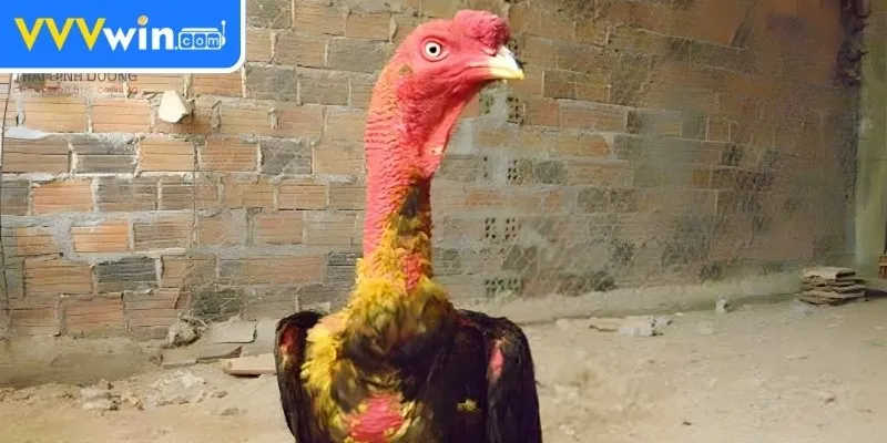 Vào Nghệ Cho Gà Chọi - 5 Cách Để Tăng Cường Sức Mạnh 1 Lý do cần vào nghệ cho gà chọi