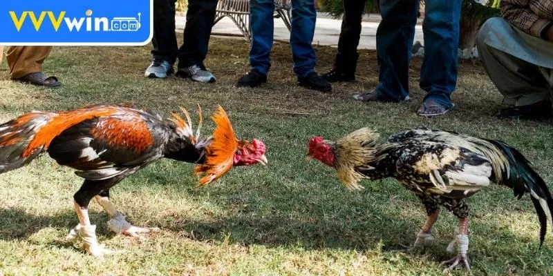 Đá gà Thomo Campuchia – Hướng dẫn cá cược cho người chơi 2 Người chơi yêu thích các trận đấu diễn ra từ sáng đến tối