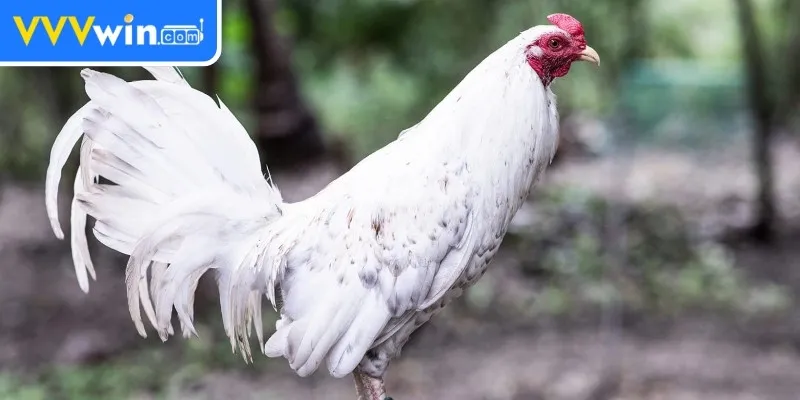 Om Bóp Gà Chọi - Tăng Cường Sức Khỏe Cho Gà Chọi Hiệu Quả 2 Những lợi ích của Om Bóp Gà Chọi