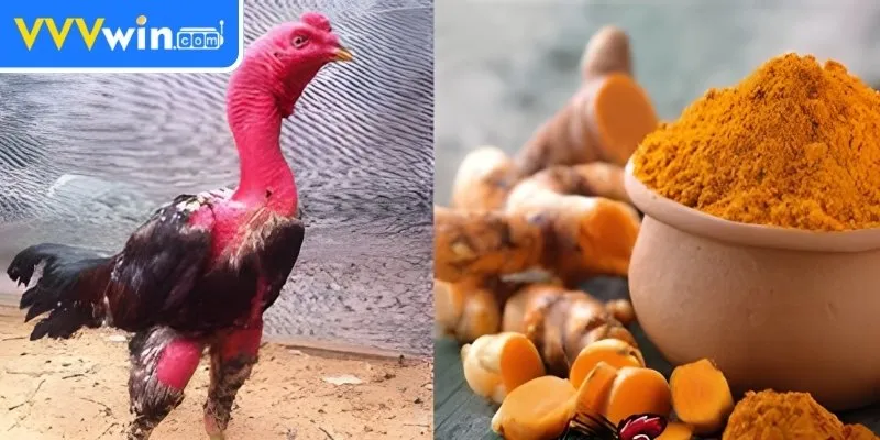 Vào Nghệ Cho Gà Chọi - 5 Cách Để Tăng Cường Sức Mạnh 3 Những lưu ý khi vào nghệ cho gà chọi