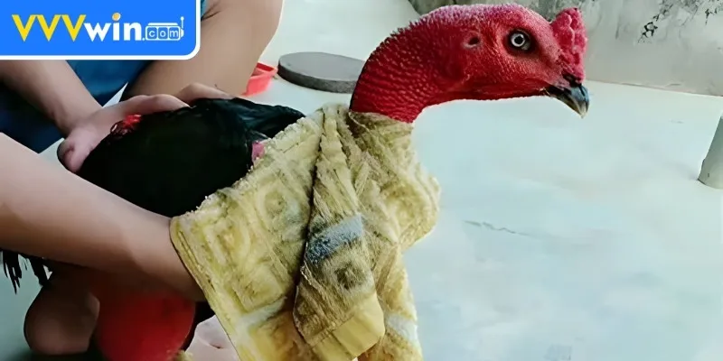 Om Bóp Gà Chọi - Tăng Cường Sức Khỏe Cho Gà Chọi Hiệu Quả 1 Om Bóp Gà Chọi là gì?