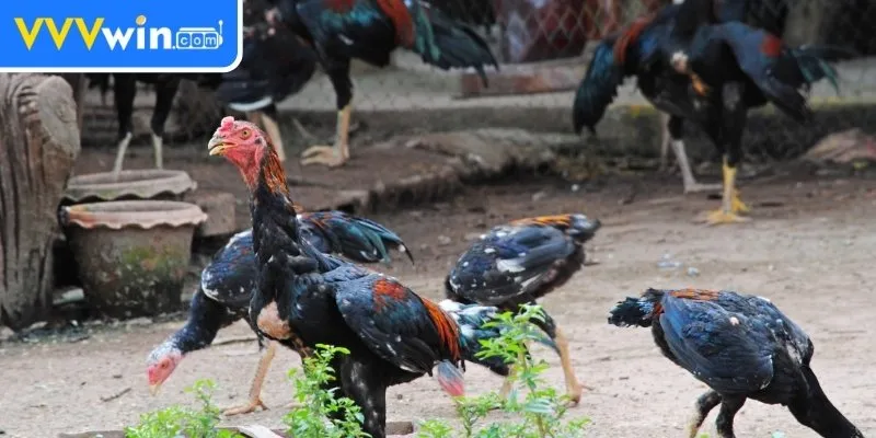 Nuôi Gà Không Bị Bệnh - 5 Bí Quyết Đảm Bảo Sức Khỏe Gà 2 Xây dựng môi trường sống lý tưởng nuôi gà không bị bệnh